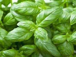 Basil Leaves
